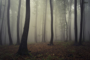 woods fog shutterstock_174403328