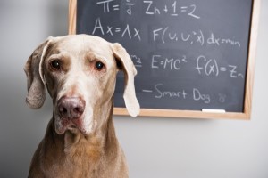 This dog knows more science than I do